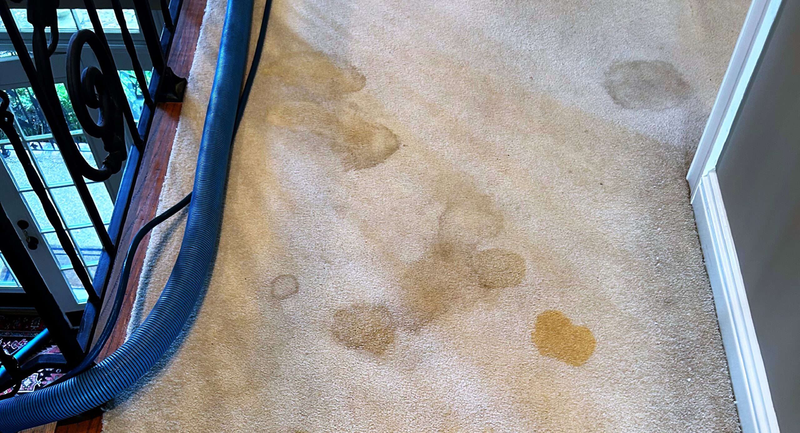 What is the safest professional method to treat cat urine on a high-end area rug without causing ‘color bleeding’?
