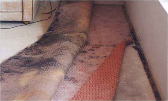 Why did my wool rug start smelling worse after I tried to clean a pet stain myself with store-bought spray?